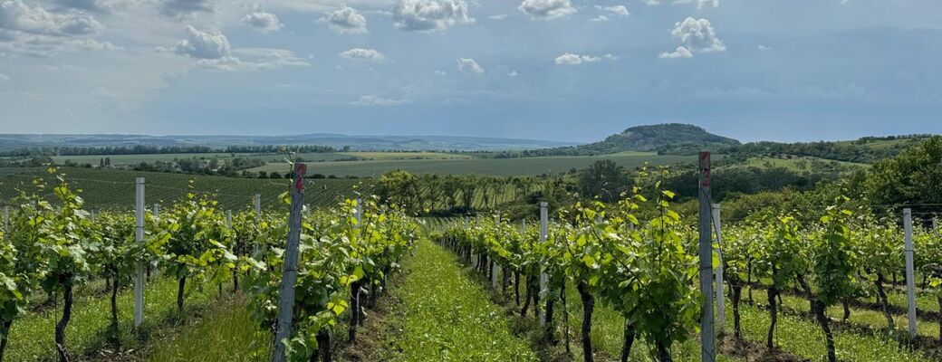 Adoptujte si část vinohradu.