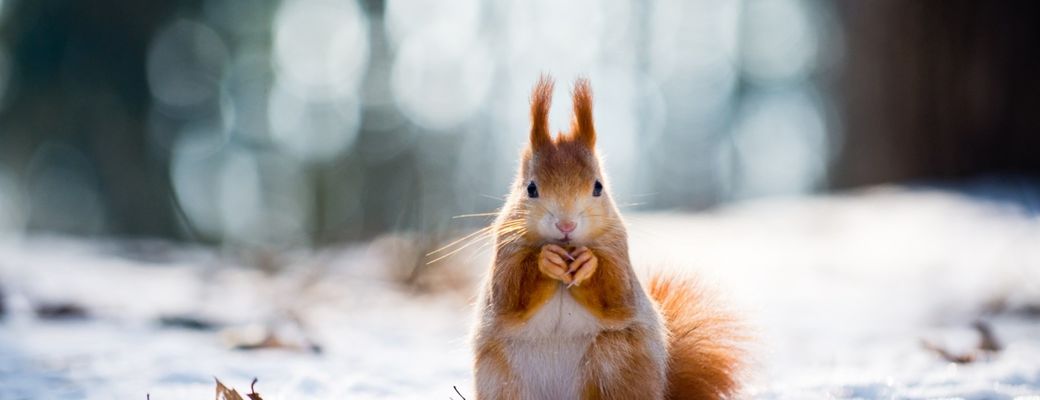 Jak na fotobanku Shutterstock: Naučte své fotky prodávat