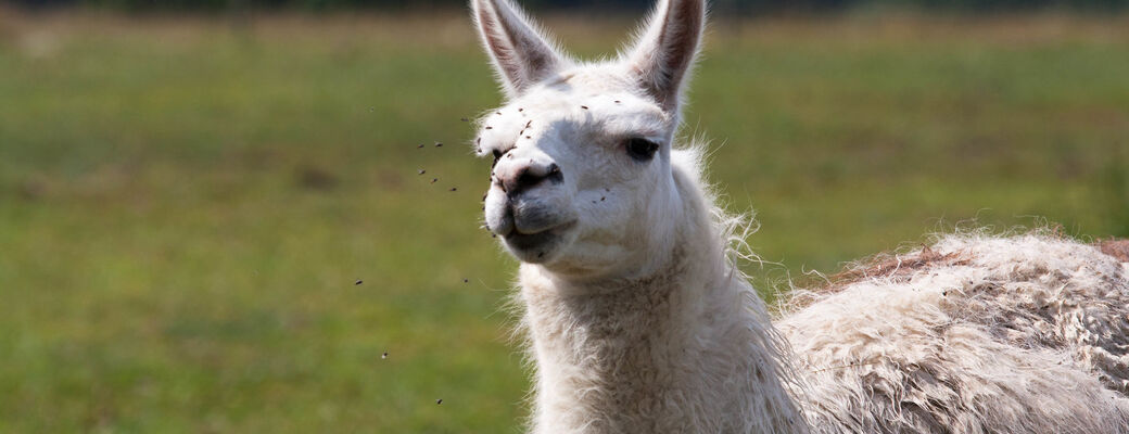 V rámci balíčku vás čeká 30minutový trek s lamami.