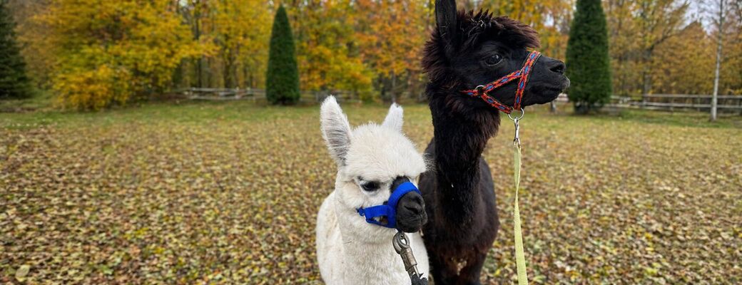 V rámci balíčku vás čeká 30minutový trek s lamami.