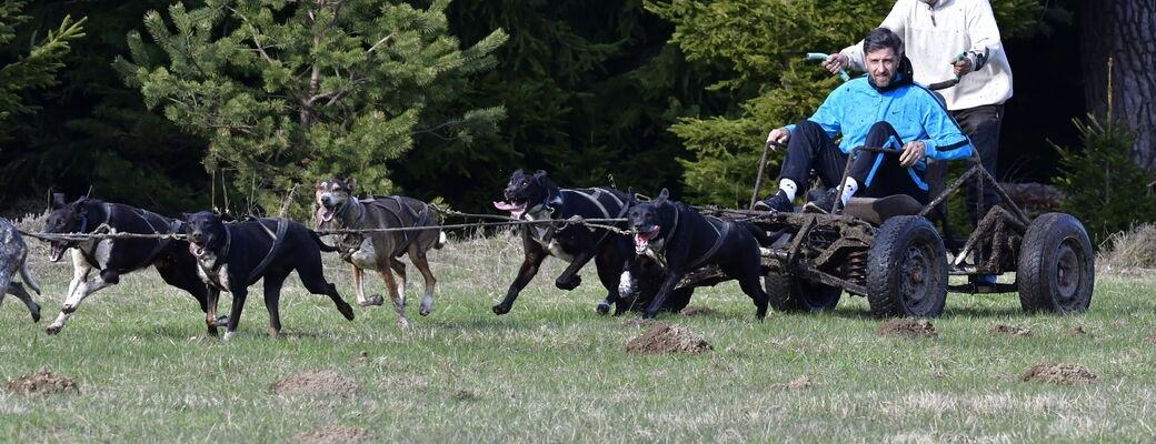 Mushing - jízda se psím spřežením, už nejen na sněhu.