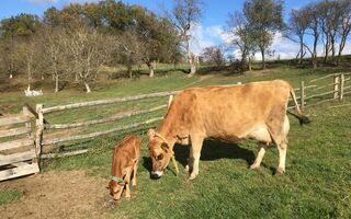 Vzdělávací zážitky - Na den farmářem na Farmě Košík