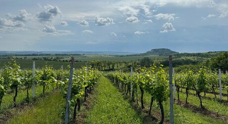 Adoptujte si část vinohradu.