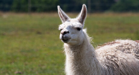 V rámci balíčku vás čeká 30minutový trek s lamami.