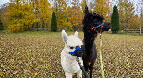 V rámci balíčku vás čeká 30minutový trek s lamami.