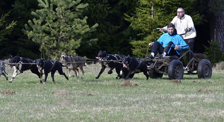 Mushing - jízda se psím spřežením, už nejen na sněhu.