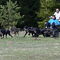 Mushing - jízda se psím spřežením, už nejen na sněhu.