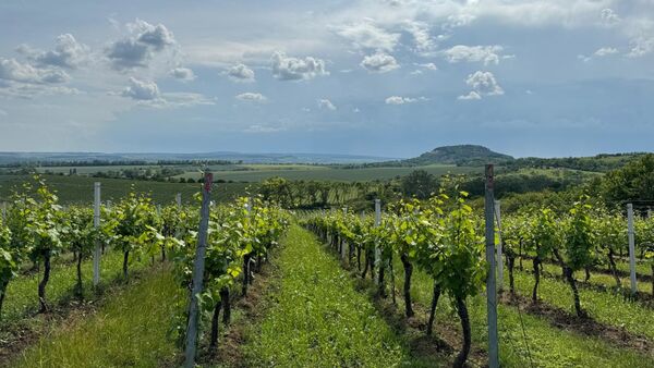 Adoptujte si část vinohradu.