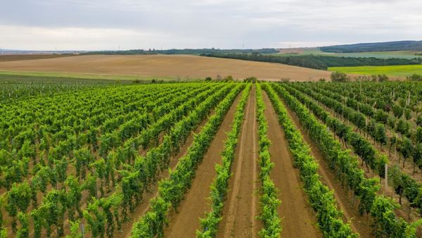 Teplé počasí jižní Moravy vinné révě svědčí. 