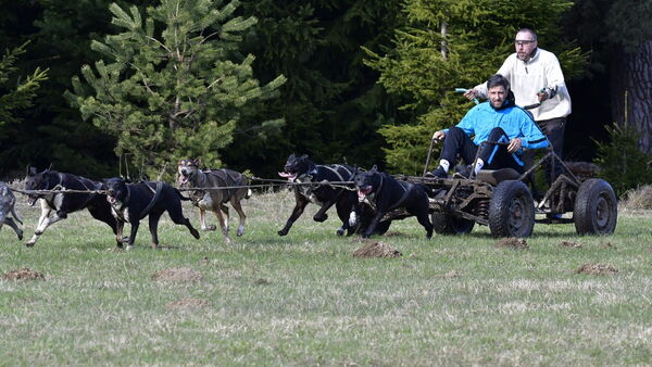 Mushing - jízda se psím spřežením, už nejen na sněhu.