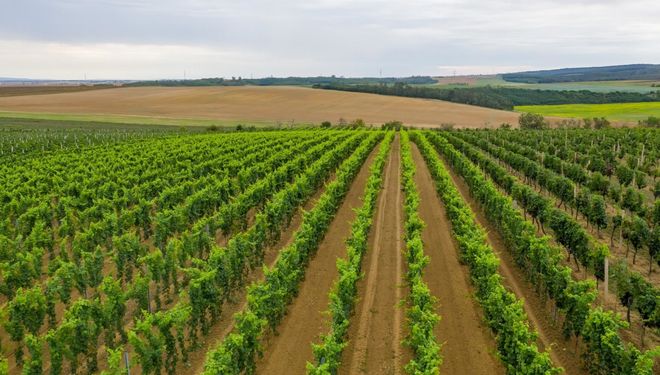 Teplé počasí jižní Moravy vinné révě svědčí.