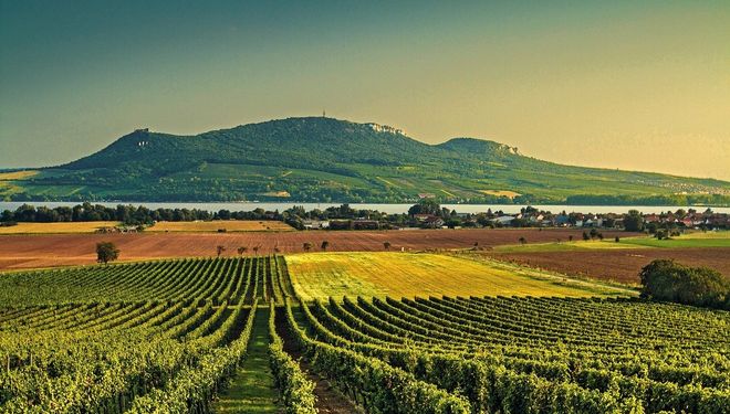 Vinařská oblast na Moravě je naprosto jedinečná.
