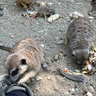 účastník zážitku (Vysočany, 28) na Ošetřovateli v ZOO