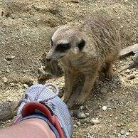 účastník zážitku (Žďár nad Sázavou, 48) na Ošetřovateli v ZOO