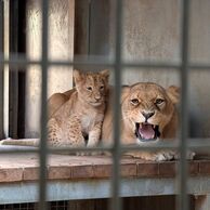 Ludmila Horníková (Pardubice, 30) na Ošetřovateli v ZOO