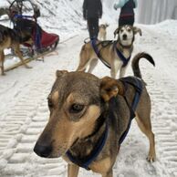 účastník zážitku (Hodonin, 60) na Mushingu: Jízdě na psím spřežení