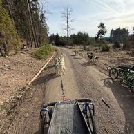 Kristýna Pawerová (Praha, 32) na Mushingu: Jízdě na psím spřežení