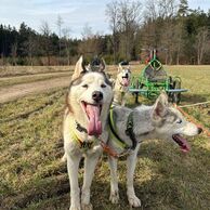 Kristýna Pawerová (Praha, 32) na Mushingu: Jízdě na psím spřežení