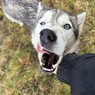 Kristýna Pawerová (Praha, 32) na Mushingu: Jízdě na psím spřežení