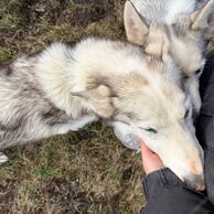 Kristýna Pawerová (Praha, 32) na Mushingu: Jízdě na psím spřežení