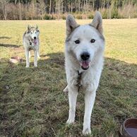 Kristýna Pawerová (Praha, 32) na Mushingu: Jízdě na psím spřežení