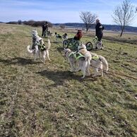 účastník zážitku (Klatovy, 53) na Mushingu: Jízdě na psím spřežení
