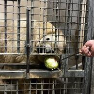 účastník zážitku (Velatice, 36) na Ošetřovateli v ZOO
