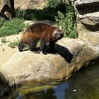 účastník zážitku (Velatice, 36) na Ošetřovateli v ZOO