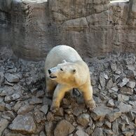 účastník zážitku (Velatice, 36) na Ošetřovateli v ZOO