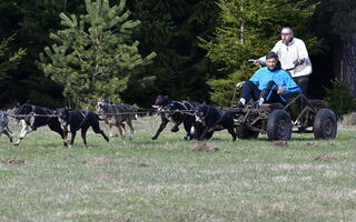 Mushing - jízda se psím spřežením, už nejen na sněhu.