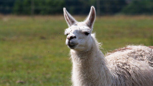 V rámci balíčku vás čeká 30minutový trek s lamami.